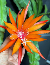 Epiphyllum blattkaktus epicact gebraucht kaufen  Nürnberg