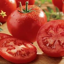 Celebrity tomato seeds for sale  Tarpon Springs