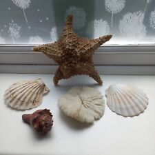 Vintage sea shell for sale  YORK