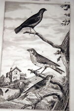 Birds buffoon engraving d'occasion  Expédié en Belgium