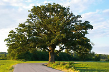 Quercus macrocarpa burr for sale  NEWRY