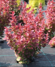 Berberis thunbergii ruby gebraucht kaufen  Templin