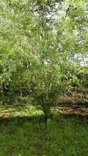 Boutures de Saule des Vanniers, Saule Osier, Osier Vert, Vime, Salix viminalis comprar usado  Enviando para Brazil