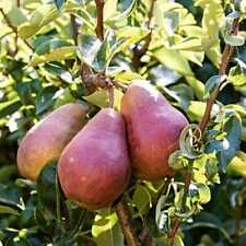 Pear red williams for sale  SOUTHAMPTON