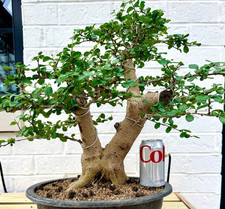 large bonsai for sale large bonsai for sale Mokena