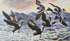 petrel for sale  NELSON