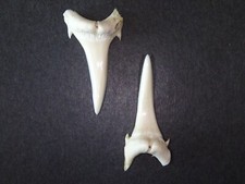 Sandtigerhai echte haizähne gebraucht kaufen  Leipzig