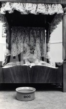 Vintage animali regno usato  Roma