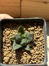 Ariocarpus suratus hybrid usato  Valdastico