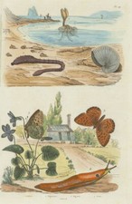 Lugworm.argonaut .fritillary b for sale  LONDON