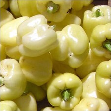 White bell sweet for sale  Berwyn