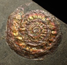 Iridescent juvenile caloceras for sale  BRISTOL