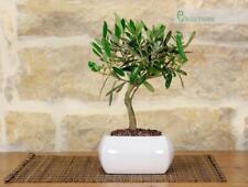 Bonsai olivo vaso usato  Giovinazzo