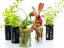 Live aquarium plants for sale  ACHARACLE