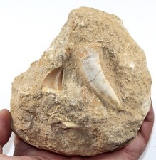 Fossil enchodus fish for sale  BECCLES