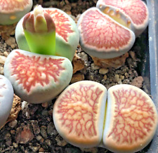 Lithops seeds julii for sale Lithops seeds julii for sale  NEWRY