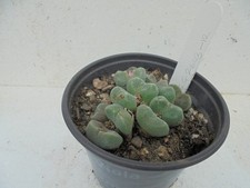 Cacti succulent conophytum for sale Cacti succulent conophytum for sale  SAFFRON WALDEN