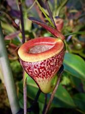Semi nepenthes tenuis usato  Trappeto
