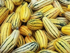 Graines courge delicata d'occasion  Revigny-sur-Ornain