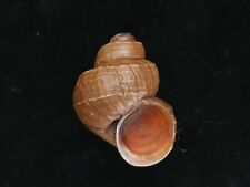 Fresh water snail for sale  SOUTHAMPTON