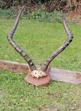 Gazelle antilope impala gebraucht kaufen  Schwanebeck