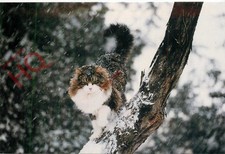 Picture postcard cat for sale  NEWCASTLE UPON TYNE