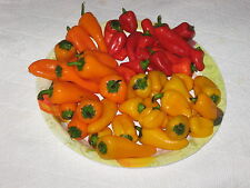 MINI SEMENTES DE PIMENTÃO VERMELHO, AMARELO E LARANJA MAIS DOCE (20 SEMENTES) doce de morango comprar usado  Enviando para Brazil
