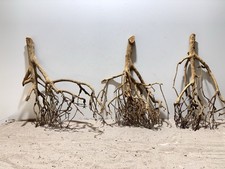 Tea branch talawa gebraucht kaufen  Laaber