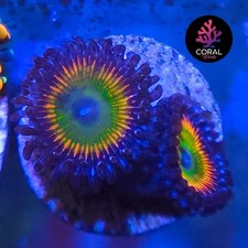 Five colour rainbows for sale  STOCKPORT