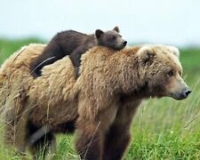 Kodiak brown bear for sale  Diamond Bar