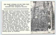 Pocztówka Gigantyczny cyprys w Big Tree Park Orlando Florida Dziecko w pobliżu bazy na sprzedaż  Wysyłka do Poland