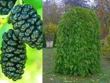 Schwarze maulbeere pendula gebraucht kaufen  Essen