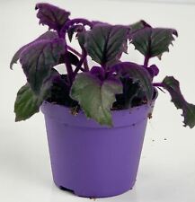 Gynura purple velvet for sale  LEWES