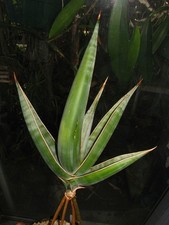 Sansevieria pinguicula beautif for sale  San Diego