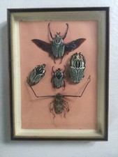Curiosite vitrine insectes d'occasion  France