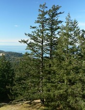 Douglas fir seeds for sale  Olympia