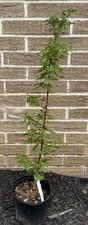 Acer palmatum little for sale  Independence