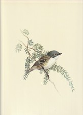 Lansdowne solitary vireo for sale  Medina