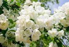 Mock orange sweet for sale  Center