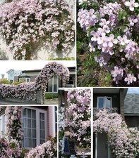 Stecklinge clematis set gebraucht kaufen Stecklinge clematis set gebraucht kaufen  Kaiserslautern