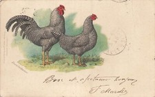Illustrated dominikaner chicke d'occasion  Expédié en Belgium