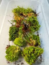 Live moss bundle for sale  ISLEWORTH