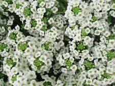 Flower alyssum carpet for sale  HIGH WYCOMBE