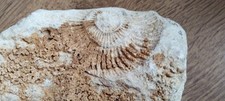 Versteinerte fossilie schnecke gebraucht kaufen  Nellingen