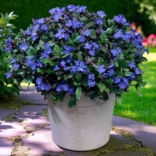 Ceratostigma plumbaginoides pl for sale  GLASGOW