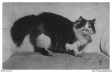 Ashp7 0398 chat d'occasion  France