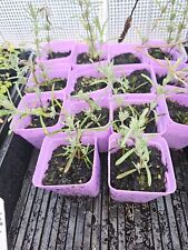 Live spanish lavender for sale  North Bend