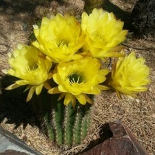 Echnopsis cactus jaune d'occasion  Paris VII