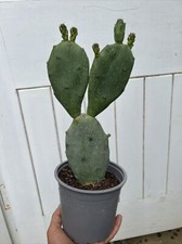 Prickly pear opuntia for sale  WOODBRIDGE