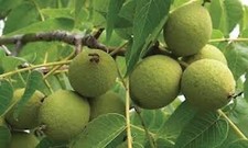 Black walnut tree for sale  Tazewell